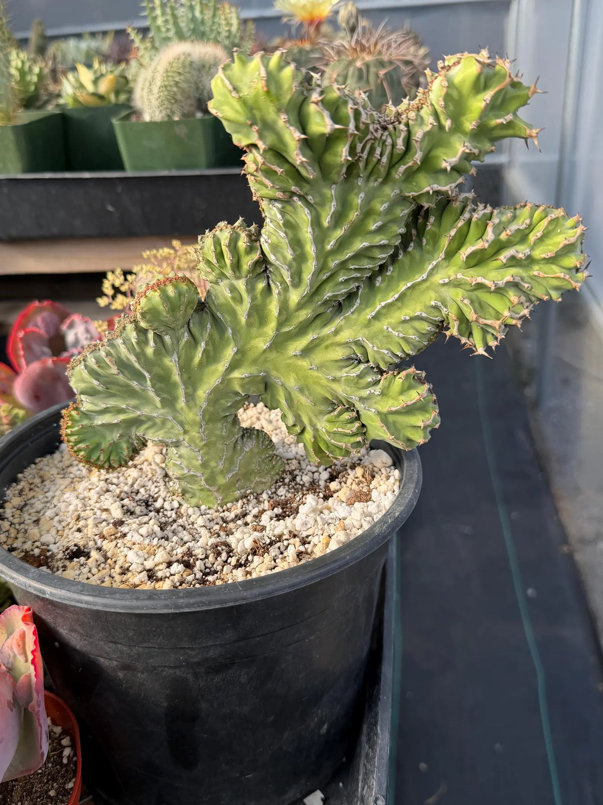 Crested Euphorbia Zigzag | Rooted Cutting | Rare Live Plant