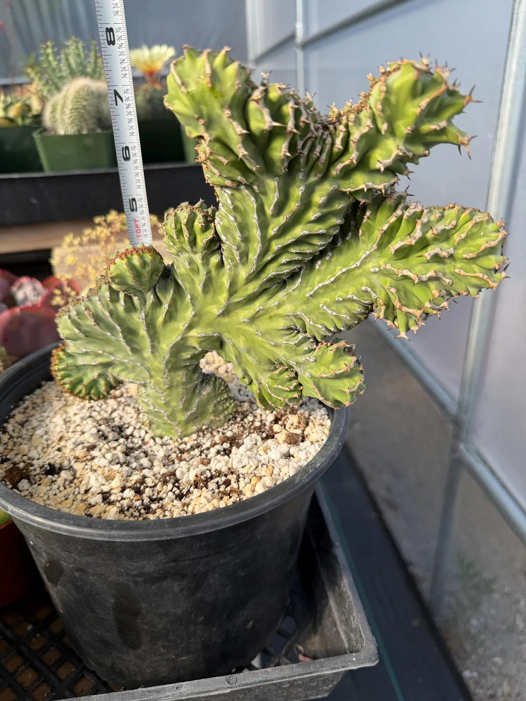Crested Euphorbia Zigzag | Rooted Cutting | Rare Live Plant
