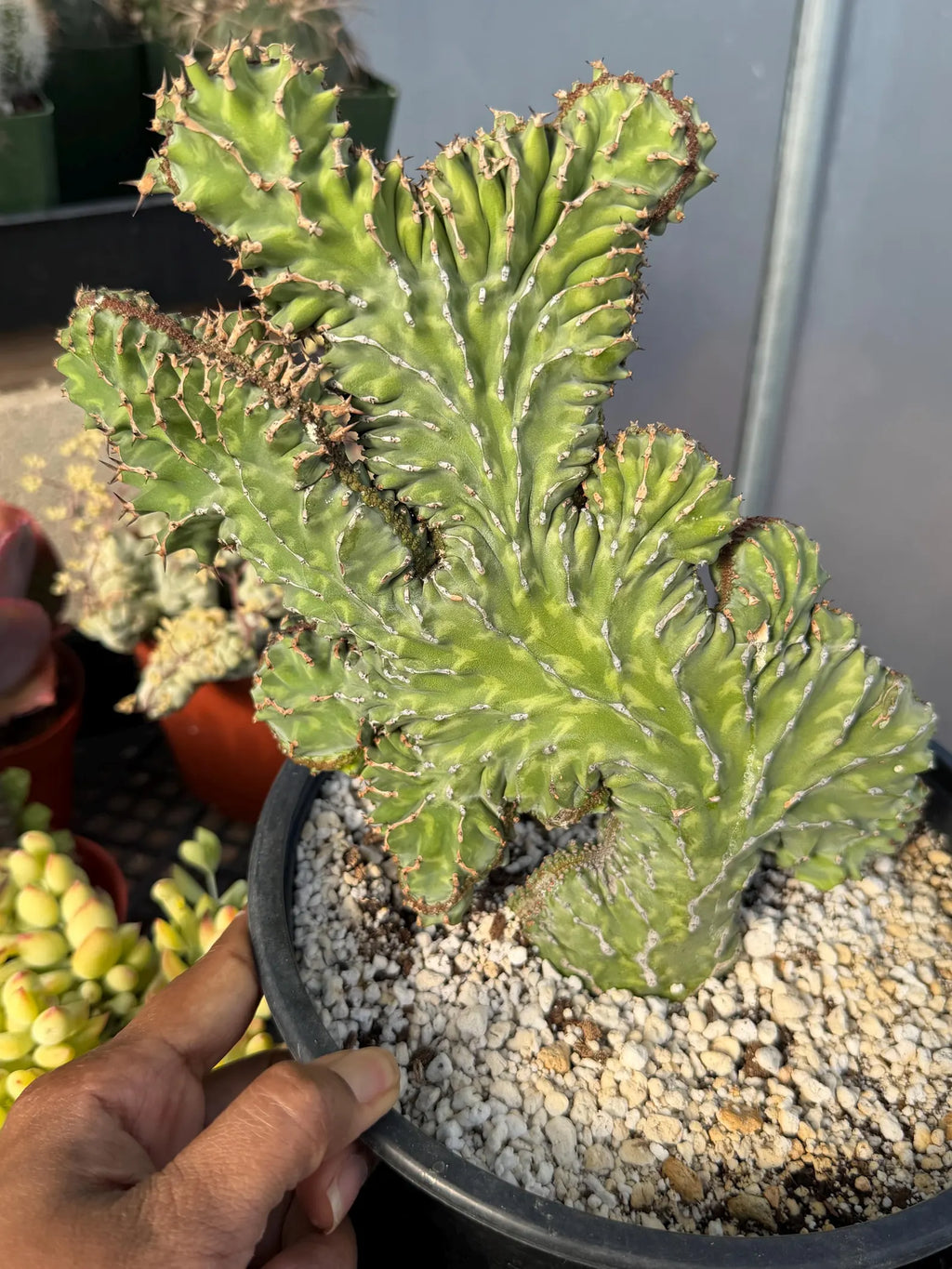 Crested Euphorbia Zigzag | Rooted Cutting | Rare Live Plant