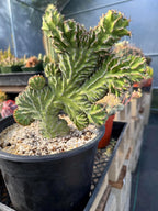 Crested Euphorbia Zigzag | Rooted Cutting | Rare Live Plant