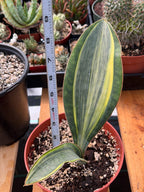 Variegated Sansevieria Whale Fin, Easy Care House Plant