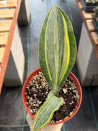Variegated Sansevieria Whale Fin, Easy Care House Plant