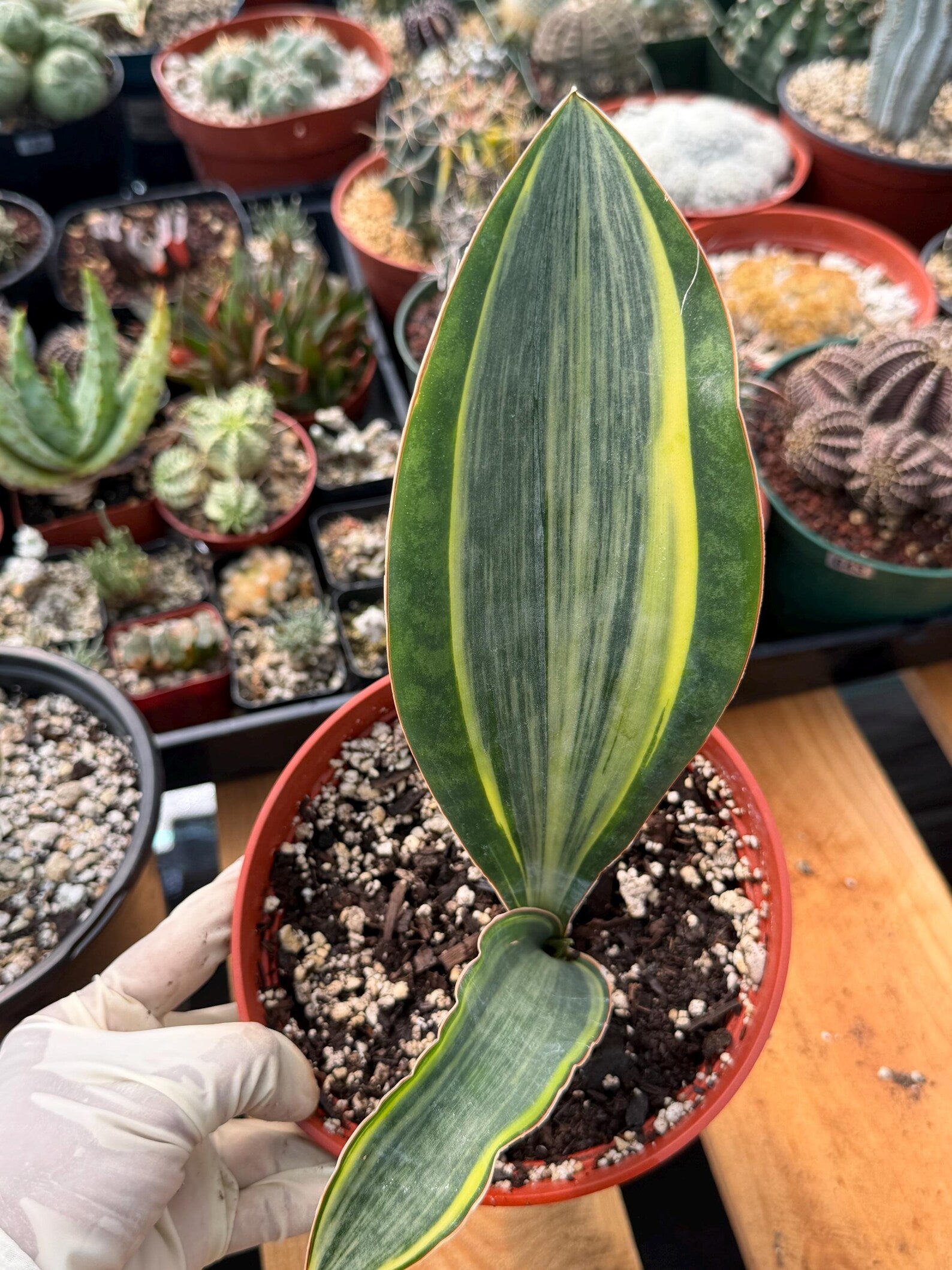 Variegated Sansevieria Whale Fin, Easy Care House Plant