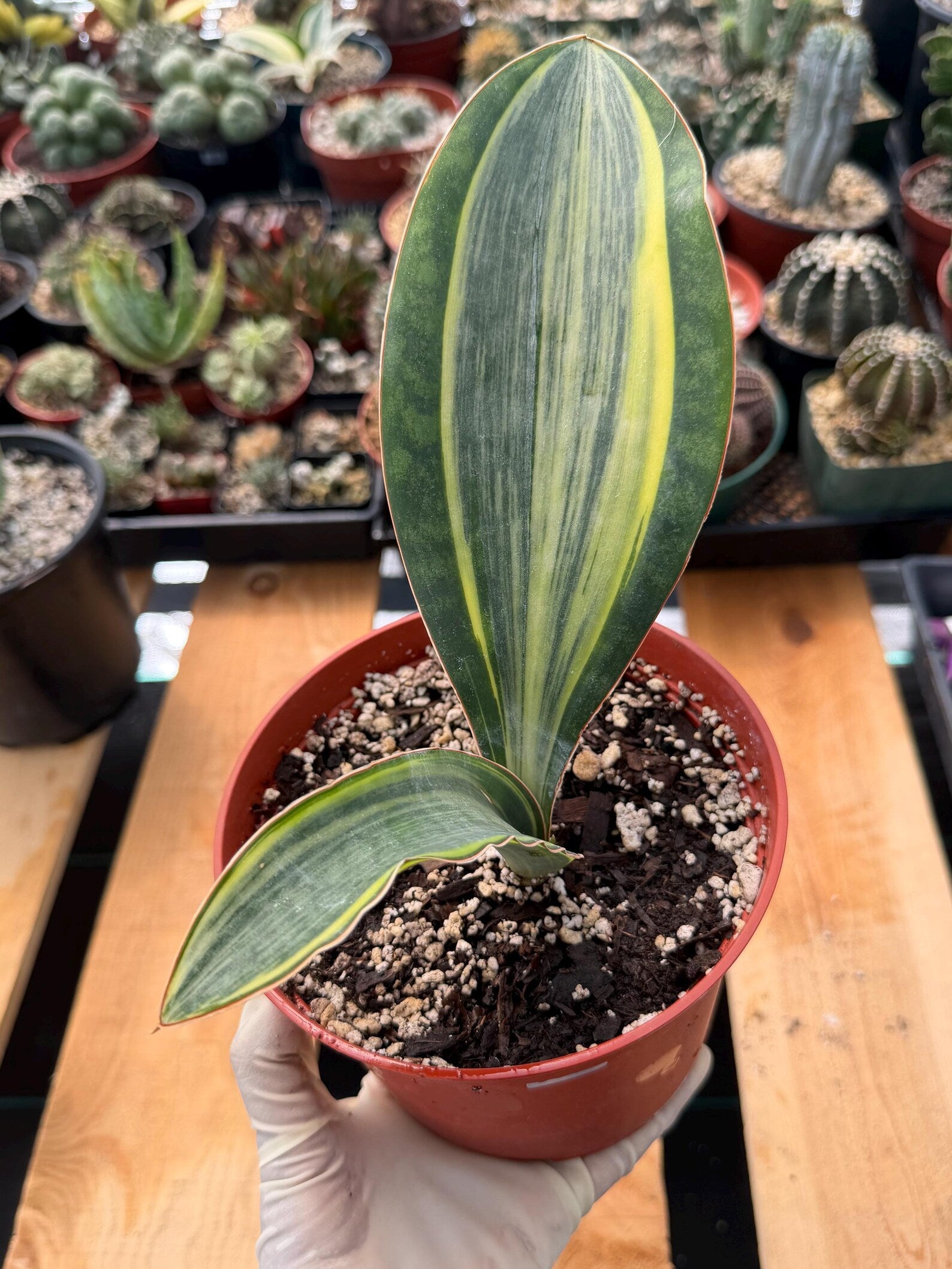 Variegated Sansevieria Whale Fin, Easy Care House Plant