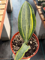 Variegated Sansevieria Whale Fin, Easy Care House Plant