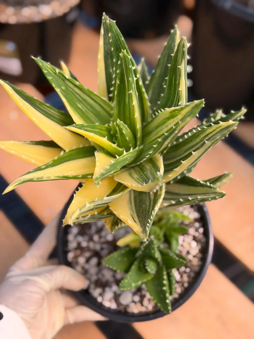 Variegated Aloe Nobilis with Pups | Large Rare Live Succulent Plant