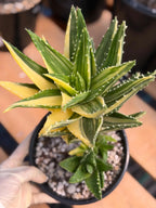 Variegated Aloe Nobilis with Pups | Large Rare Live Succulent Plant