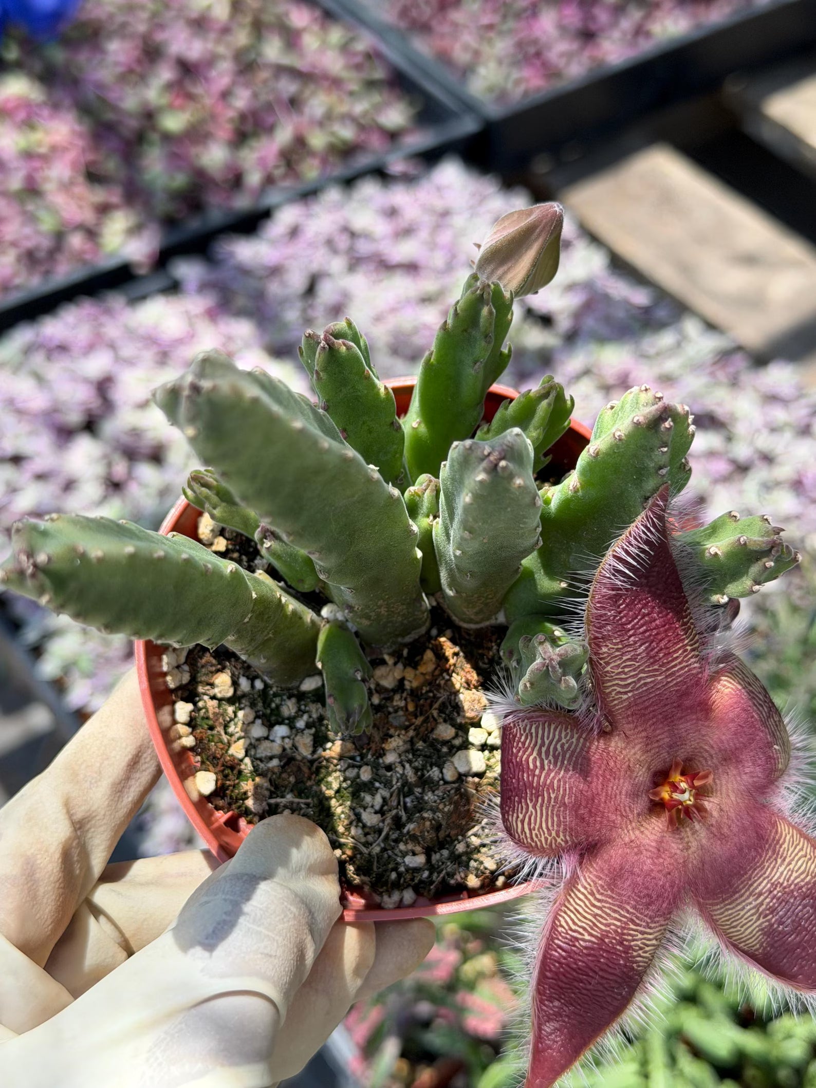 4-Inch Stapelia Orbrea | Red Flowering Starfish Cactus