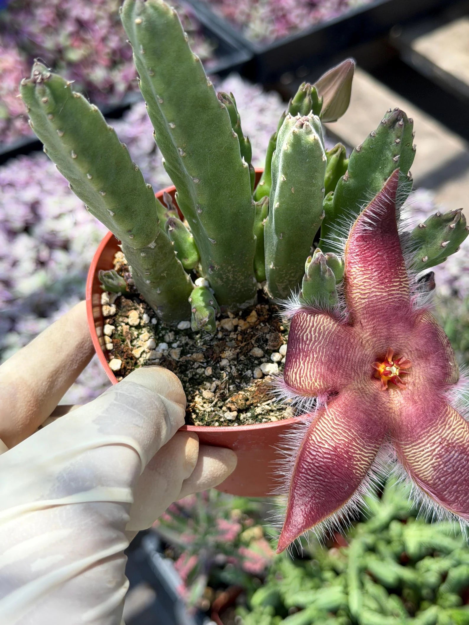 4-Inch Stapelia Orbrea | Red Flowering Starfish Cactus