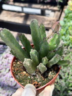 4-Inch Stapelia Orbrea | Red Flowering Starfish Cactus