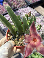 4-Inch Stapelia Orbrea | Red Flowering Starfish Cactus