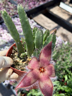 4-Inch Stapelia Orbrea | Red Flowering Starfish Cactus
