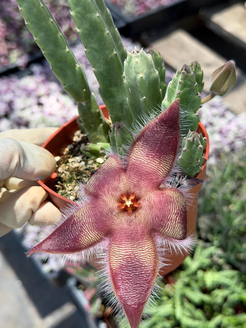4-Inch Stapelia Orbrea | Red Flowering Starfish Cactus