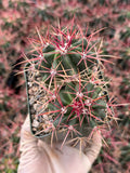 Ferocactus Gracilis Live Cactus | Rare Barrel Cactus | 6-Inch Succulent Plant