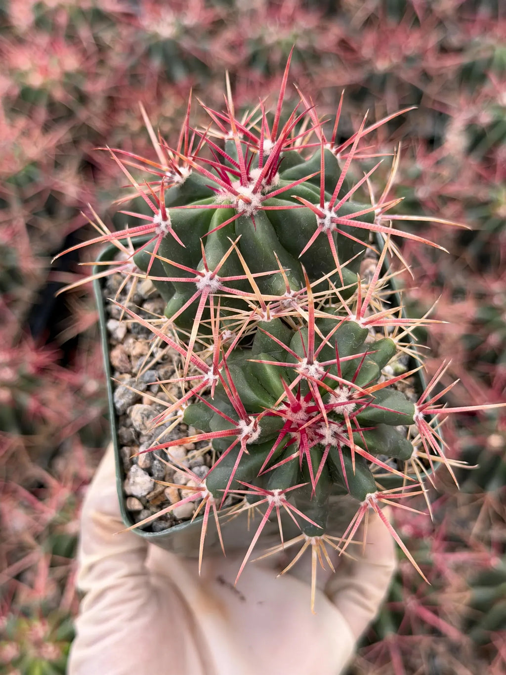 Ferocactus Gracilis Rare Red Spine Cactus | Live Plant