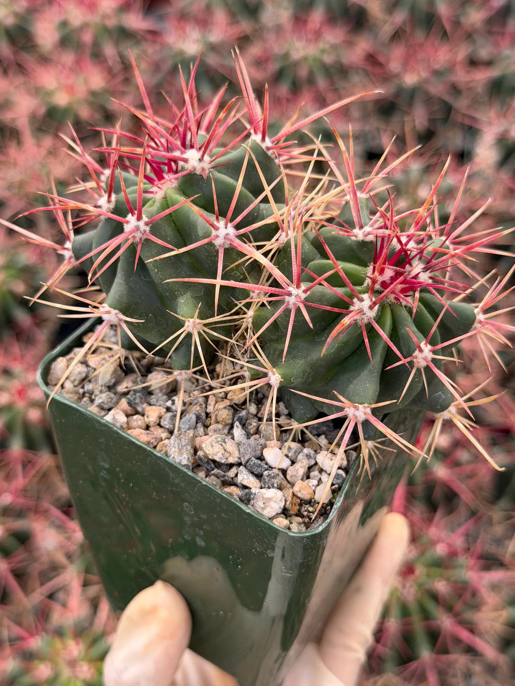 Ferocactus Gracilis Live Cactus – Rare Red Spine Barrel Cactus for Indoor & Outdoor Desert Gardens