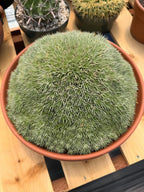 Deuterocohnia Brevifolia | Rare Specimen Cactus