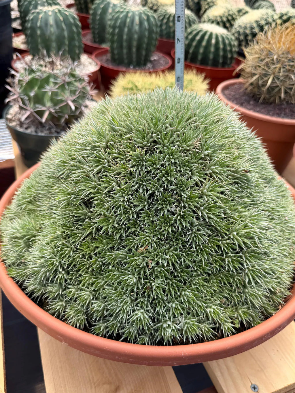 Deuterocohnia Brevifolia | Rare Specimen Cactus