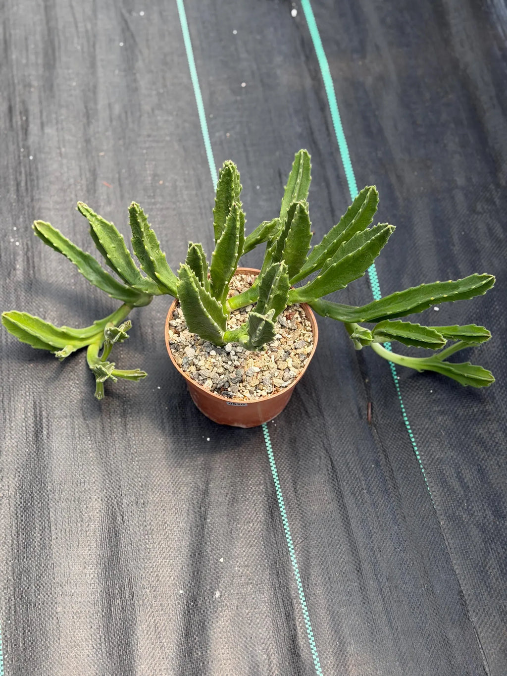 Large Stapelia Orbea Live Succulent | Overgrown Starfish Flower Plant | Exact Plant #520
