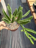 Large Stapelia Orbea Live Succulent | Overgrown Starfish Flower Plant | Exact Plant #520
