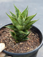 Sansevieria Dragon Scale Hybrid | Rare Snake Plant  Live Plant #514
