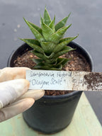 Sansevieria Dragon Scale Hybrid Live Plant | Rare Collector Snake Plant #514