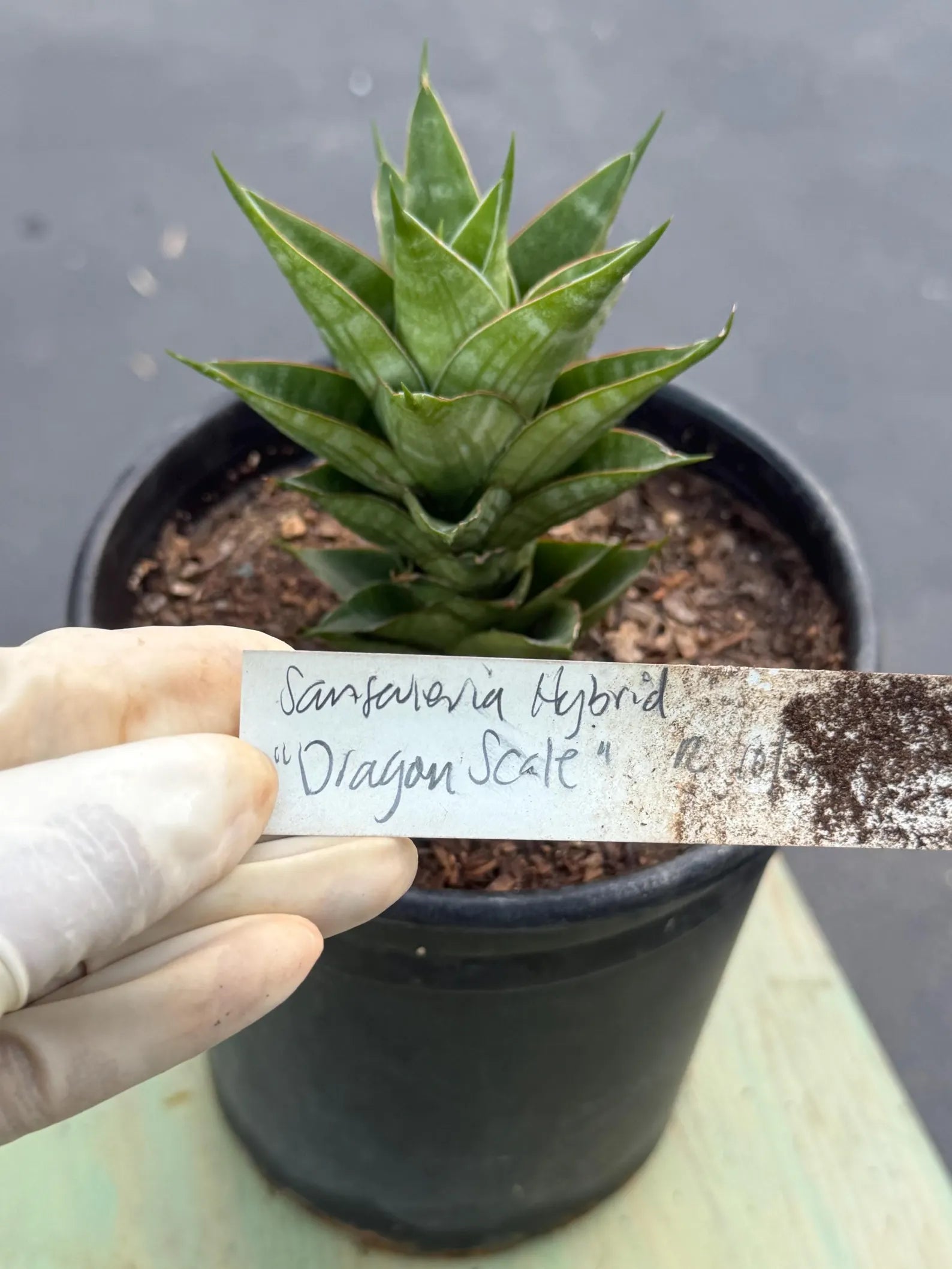 Sansevieria Dragon Scale Hybrid Live Plant | Rare Collector Snake Plant #514