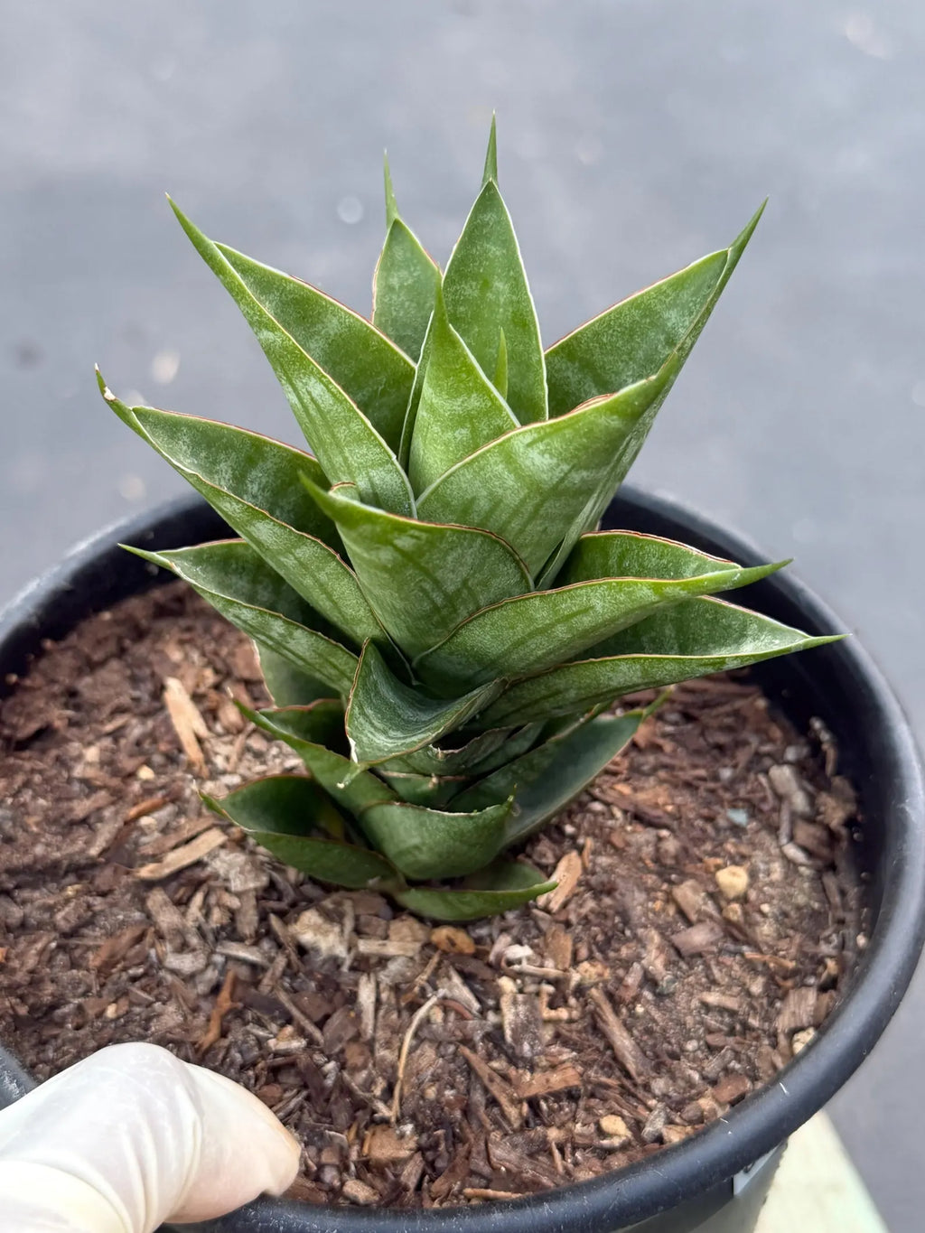 Sansevieria Dragon Scale Hybrid | Rare Snake Plant  Live Plant #514