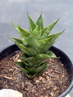 Sansevieria Dragon Scale Hybrid | Rare Snake Plant  Live Plant #514