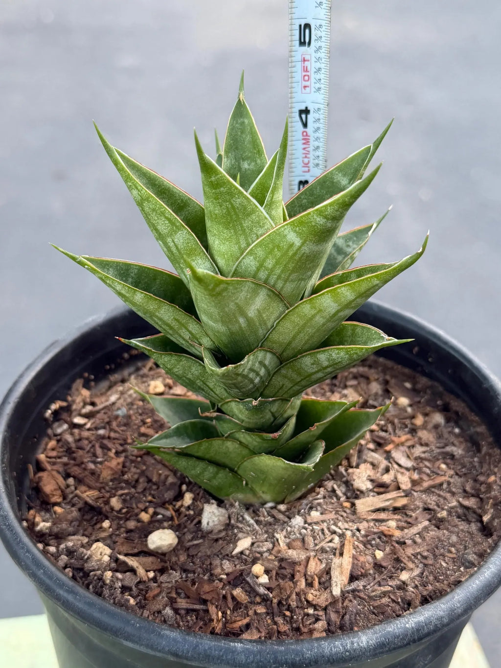 Sansevieria Dragon Scale Hybrid Live Plant | Rare Collector Snake Plant #514