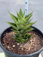 Sansevieria Dragon Scale Hybrid Live Plant | Rare Collector Snake Plant #514