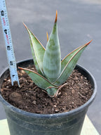 Sansevieria Pinguicula Rooted Offset #472