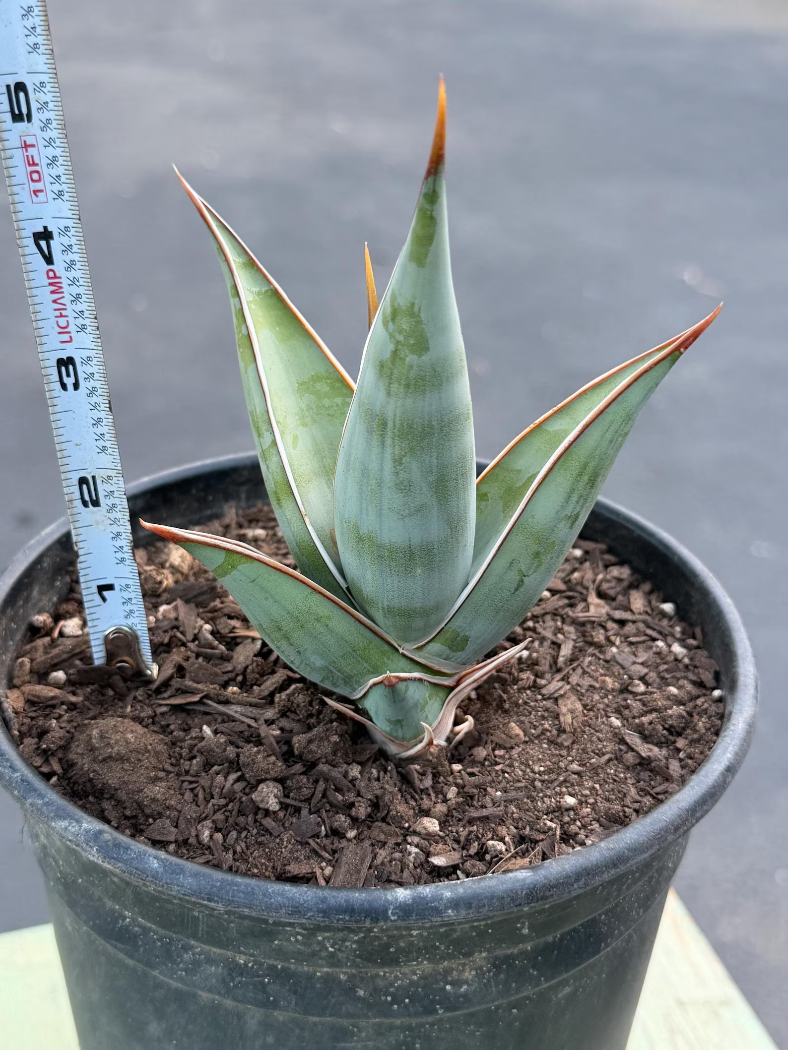 Sansevieria Pinguicula Rooted Offset #472