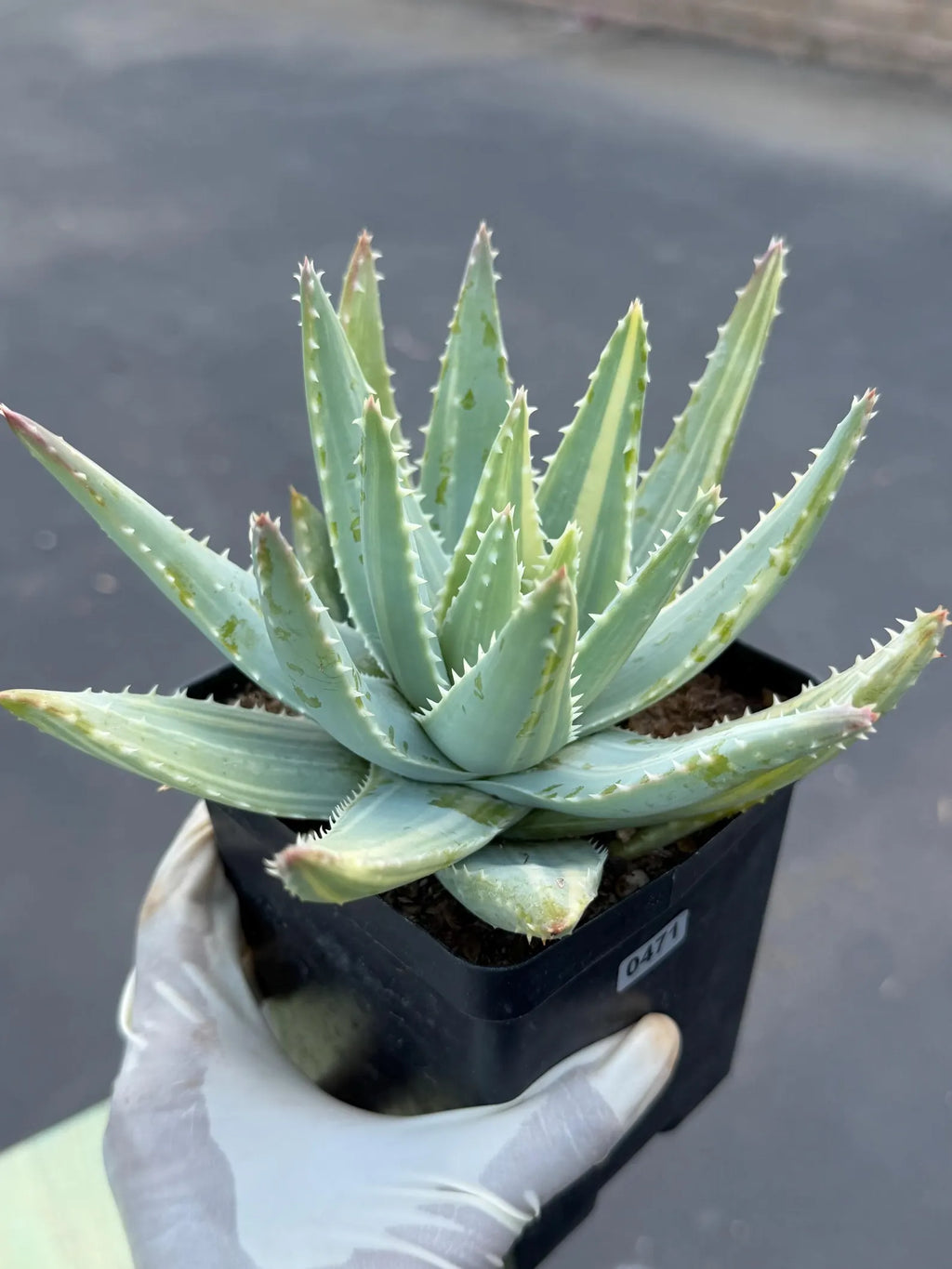 Variegated Aloe Brevifolia | Rare Variegated Aloe | Easy Care Live Succulent Plant #471
