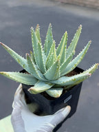 Variegated Aloe Brevifolia | Rare Variegated Aloe | Easy Care Live Succulent Plant #471