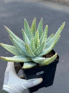 Variegated Aloe Brevifolia | Rare Variegated Aloe | Easy Care Live Succulent Plant #471