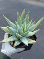 Variegated Aloe Brevifolia | Rare Variegated Aloe | Easy Care Live Succulent Plant #471