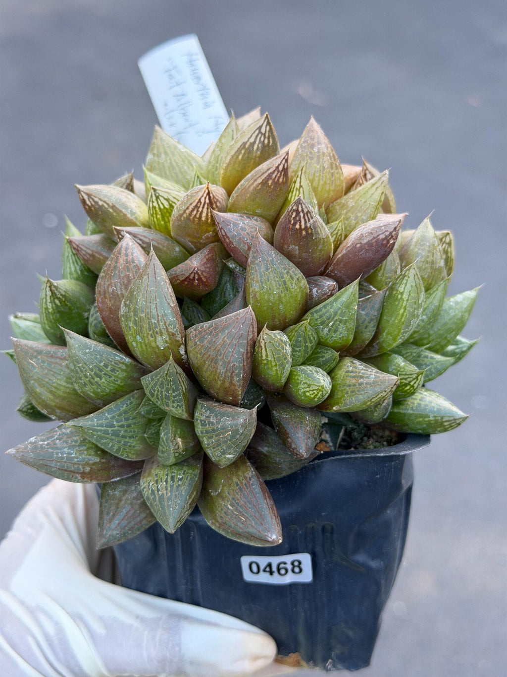 Haworthia Fat Albert Succulent | Rare Easy Care Haworthia | Live Plant #468