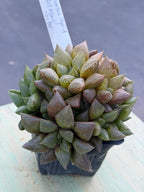 Haworthia Fat Albert Succulent | Rare Easy Care Haworthia | Live Plant #468