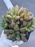 Haworthia Fat Albert Succulent | Rare Easy Care Haworthia | Live Plant #468