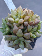 Haworthia Fat Albert Succulent | Rare Easy Care Haworthia | Live Plant #468