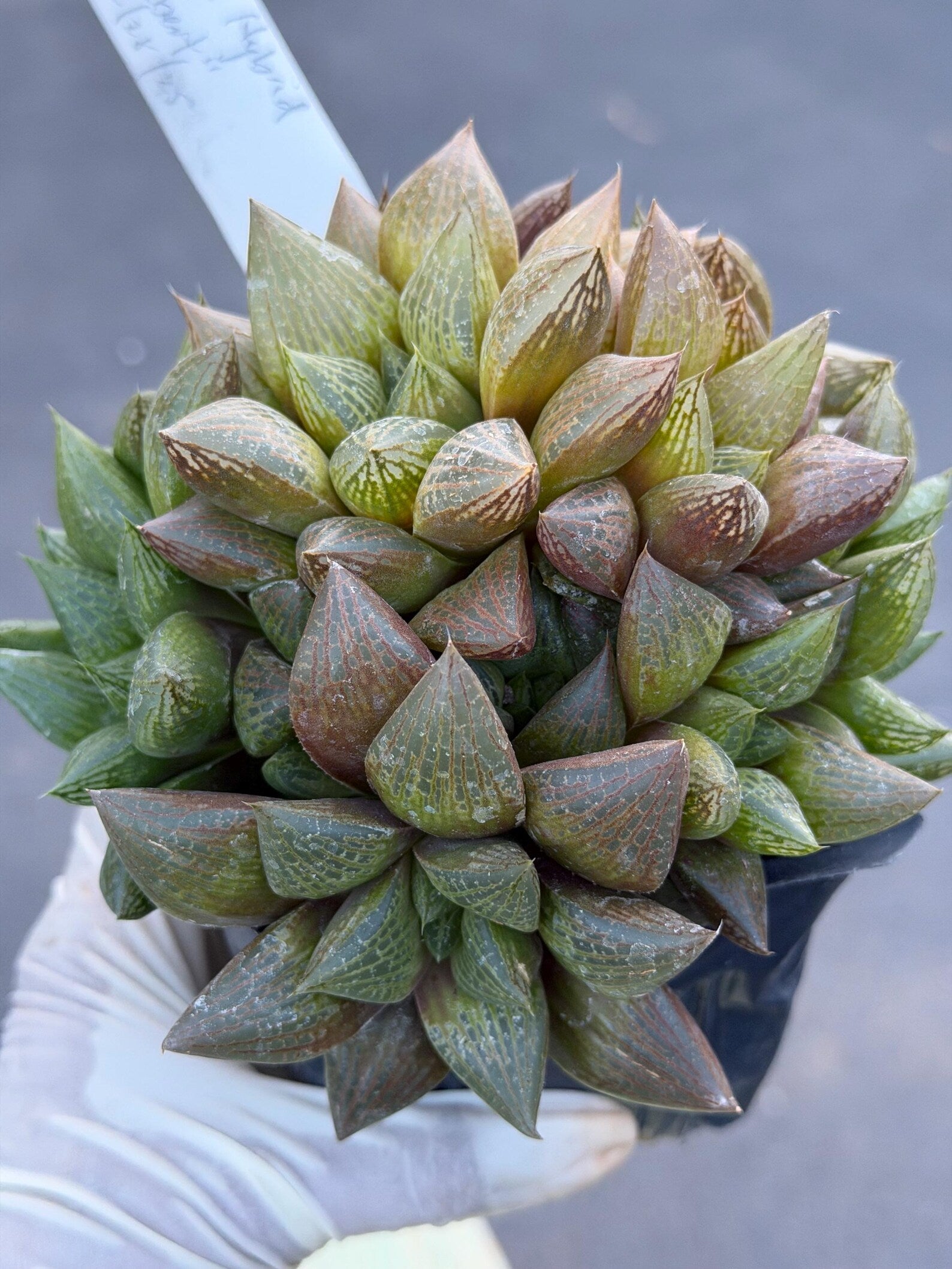 Haworthia Fat Albert Succulent | Rare Easy Care Haworthia | Live Plant #468