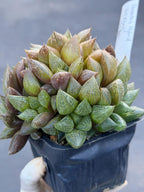 Haworthia Fat Albert Succulent | Rare Easy Care Haworthia | Live Plant #468