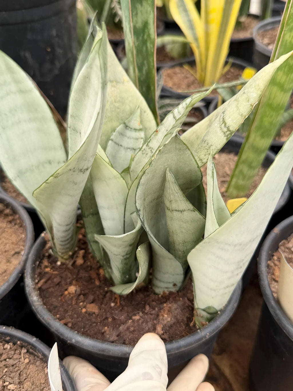 Sansevieria Moonshine | Pale Green Snake Plant  Live Plant #467