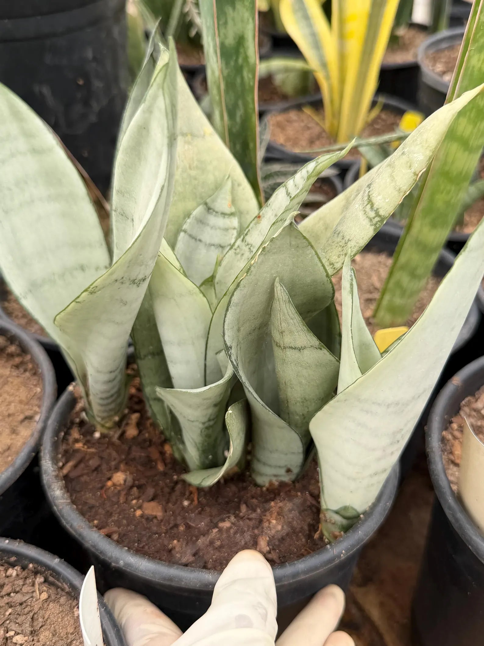 Sansevieria Moonshine | Pale Green Snake Plant  Live Plant #467