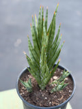 Sansevieria Francisii Live Plant | Rare Spiral Snake Plant with Pups #470