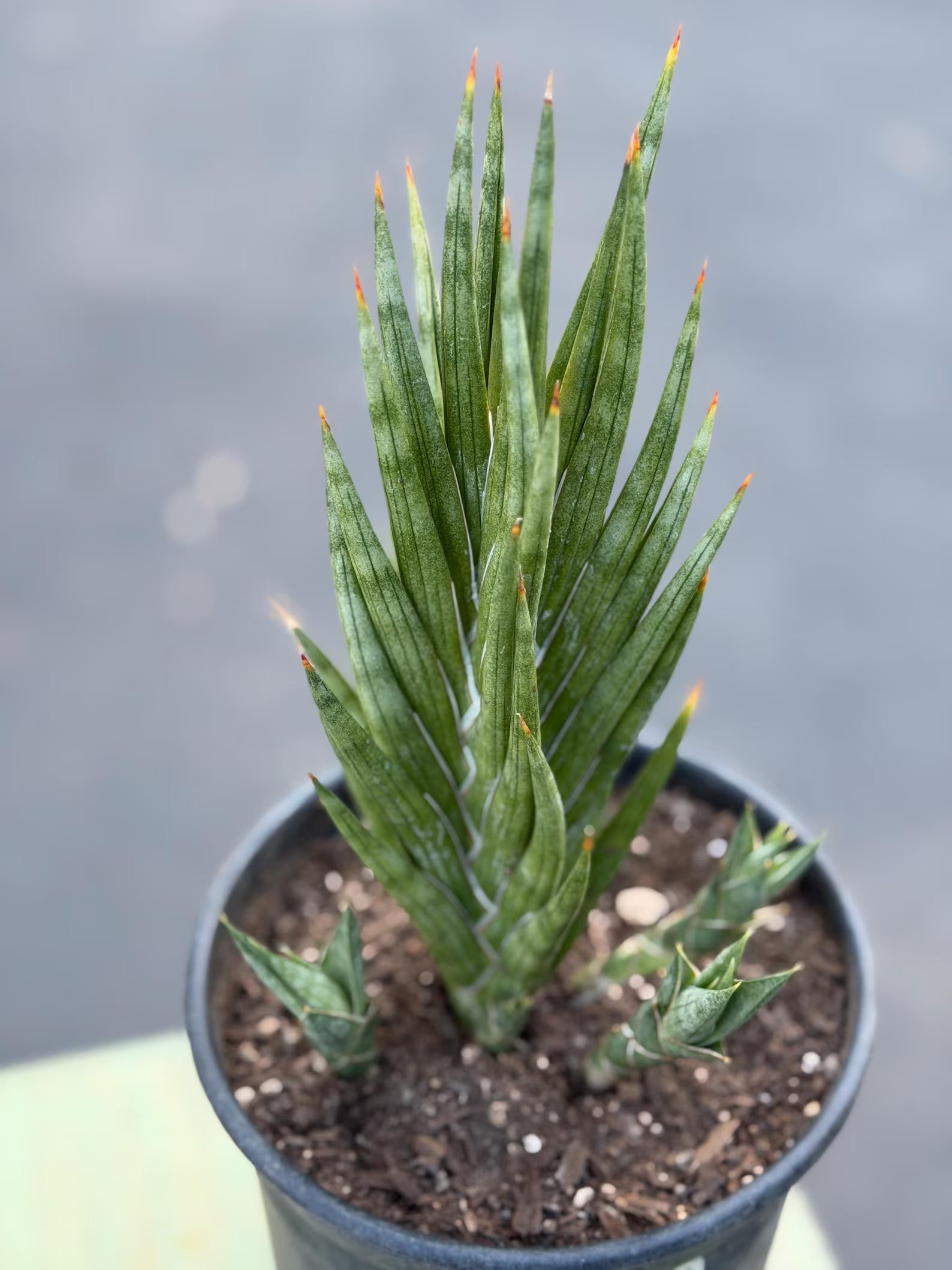 Sansevieria Francisii Live Plant | Rare Spiral Snake Plant with Pups #470