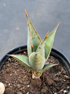 Sansevieria Pinguicula Rooted Offset #439
