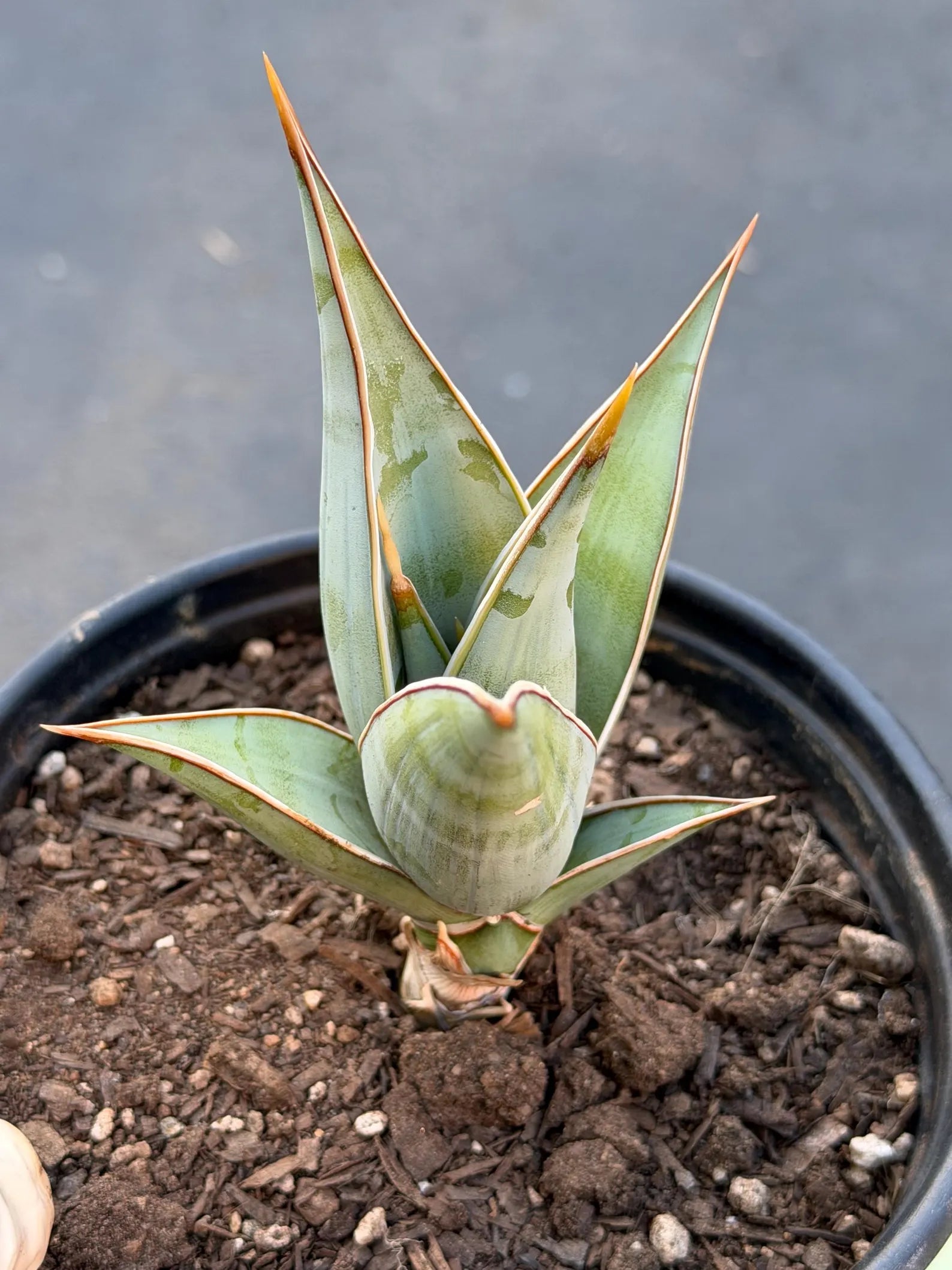 Sansevieria Pinguicula Rooted Offset #439