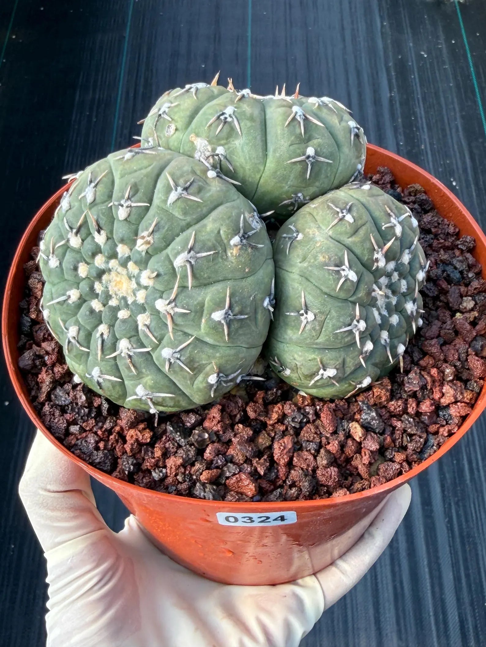 Gymnocalycium Bodenbenderianum 5-Head Cactus – Rare Live Plant #324